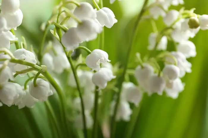 Vente de muguet